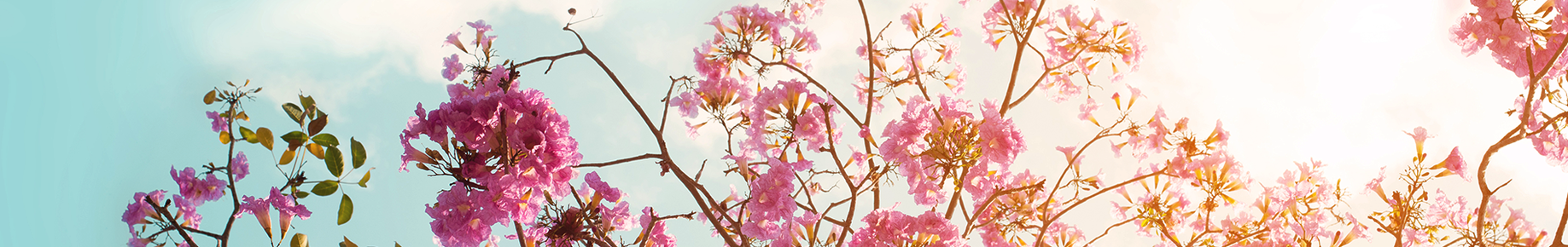Bloemen Cadeaukaart Bloemen Cadeaukaart